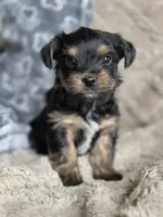 Lucy's and Benji's Black Collar Puppy , a male Yorkshire Terrier for sale in Cottage Grove, MN – Photo 4 of 9