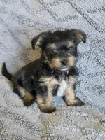 Lucy's and Benji's Black Collar Puppy , a male Yorkshire Terrier for sale in Cottage Grove, MN – Photo 2 of 9