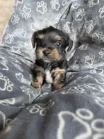 Lucy's and Benji's Black Collar Puppy , a male Yorkshire Terrier for sale in Cottage Grove, MN – Photo 5 of 9