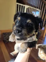 Lucy's and Benji's Green Collar Puppy, a male Yorkshire Terrier for sale in Cottage Grove, MN – Photo 4 of 9