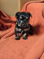 Lucy's and Benji's Green Collar Puppy, a male Yorkshire Terrier for sale in Cottage Grove, MN – Photo 6 of 9