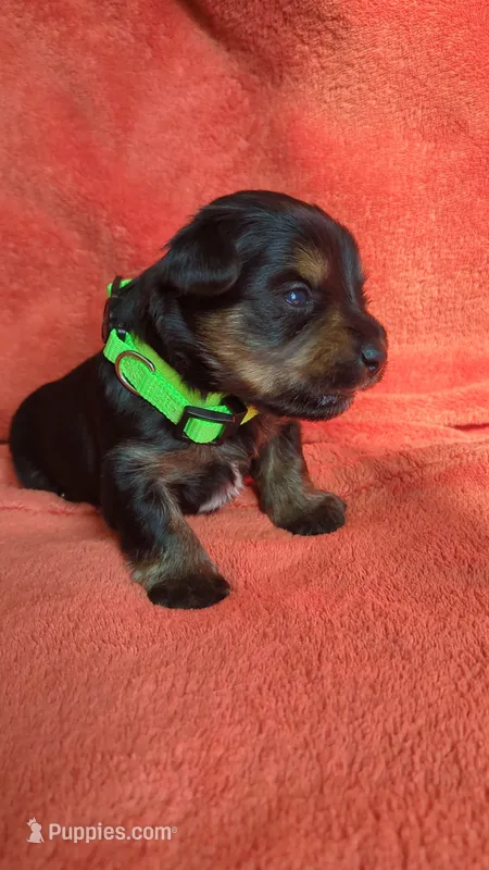 Lucy's and Benji's Green Collar Puppy – Yorkshire Terrier puppy for sale in Cottage Grove, MN