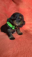 Lucy's and Benji's Green Collar Puppy, a male Yorkshire Terrier for sale in Cottage Grove, MN – Photo 1 of 4
