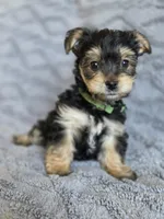 Lucy's and Benji's Green Collar Puppy, a male Yorkshire Terrier for sale in Cottage Grove, MN – Photo 2 of 9