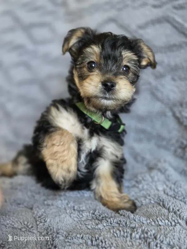 Lucy's and Benji's Green Collar Puppy – Yorkshire Terrier puppy for sale in Cottage Grove, MN