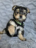 Lucy's and Benji's Green Collar Puppy, a male Yorkshire Terrier for sale in Cottage Grove, MN – Photo 1 of 9