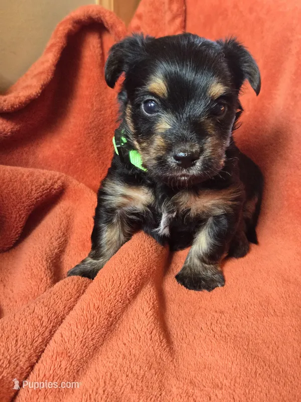 Lucy's and Benji's Green Collar Puppy – Yorkshire Terrier puppy for sale in Cottage Grove, MN