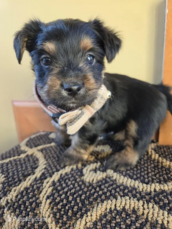 Lucy's and Benji's Green Collar Puppy – Yorkshire Terrier puppy for sale in Cottage Grove, MN