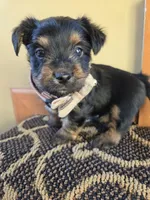 Lucy's and Benji's Green Collar Puppy, a male Yorkshire Terrier for sale in Cottage Grove, MN – Photo 3 of 9