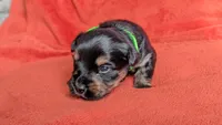 Lucy's and Benji's Green Collar Puppy, a male Yorkshire Terrier for sale in Cottage Grove, MN – Photo 4 of 4