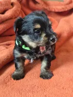Lucy's and Benji's Green Collar Puppy, a male Yorkshire Terrier for sale in Cottage Grove, MN – Photo 7 of 9