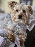 Lucy's and Benji's Blue Collar Puppy, a male Yorkshire Terrier for sale in Cottage Grove, MN – Photo 9 of 10
