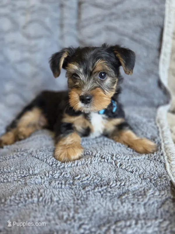 Lucy's and Benji's Blue Collar Puppy – Yorkshire Terrier puppy for sale in Cottage Grove, MN