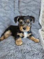 Lucy's and Benji's Blue Collar Puppy, a male Yorkshire Terrier for sale in Cottage Grove, MN – Photo 3 of 10
