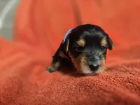 Lucy's and Benji's Blue Collar Puppy, a male Yorkshire Terrier for sale in Cottage Grove, MN – Photo 2 of 6