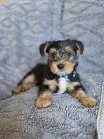 Lucy's and Benji's Blue Collar Puppy, a male Yorkshire Terrier for sale in Cottage Grove, MN – Photo 4 of 10