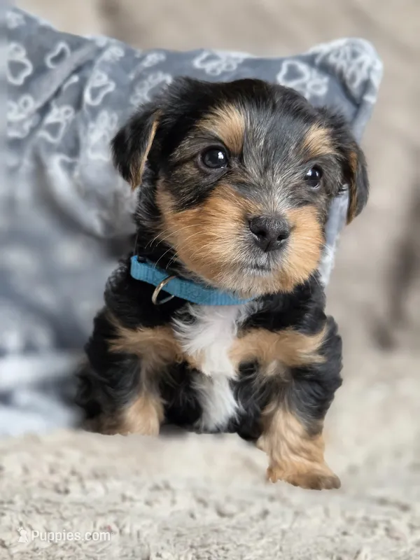 Lucy's and Benji's Blue Collar Puppy – Yorkshire Terrier puppy for sale in Cottage Grove, MN