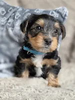 Lucy's and Benji's Blue Collar Puppy, a male Yorkshire Terrier for sale in Cottage Grove, MN – Photo 5 of 10