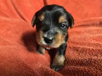 Lucy's and Benji's Blue Collar Puppy, a male Yorkshire Terrier for sale in Cottage Grove, MN – Photo 1 of 6