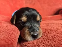 Lucy's and Benji's Blue Collar Puppy, a male Yorkshire Terrier for sale in Cottage Grove, MN – Photo 3 of 6