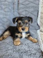 Lucy's and Benji's Blue Collar Puppy, a male Yorkshire Terrier for sale in Cottage Grove, MN – Photo 2 of 10