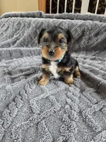 Lucy's and Benji's Blue Collar Puppy, a male Yorkshire Terrier for sale in Cottage Grove, MN – Photo 6 of 10