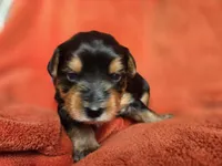 Lucy's and Benji's Blue Collar Puppy, a male Yorkshire Terrier for sale in Cottage Grove, MN – Photo 4 of 6