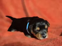 Lucy's and Benji's Blue Collar Puppy, a male Yorkshire Terrier for sale in Cottage Grove, MN – Photo 6 of 6