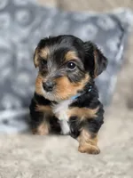 Lucy's and Benji's Blue Collar Puppy, a male Yorkshire Terrier for sale in Cottage Grove, MN – Photo 7 of 10