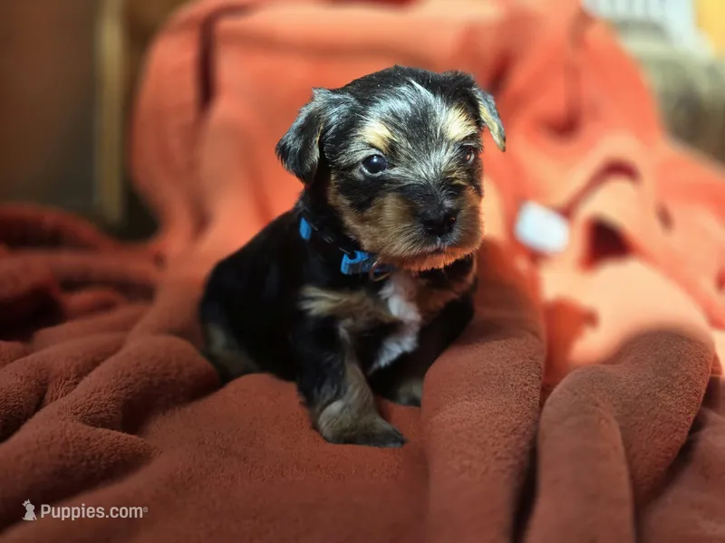 Lucy's and Benji's Blue Collar Puppy – Yorkshire Terrier puppy for sale in Cottage Grove, MN