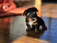 Lucy's and Benji's Blue Collar Puppy, a male Yorkshire Terrier for sale in Cottage Grove, MN – Photo 8 of 10