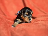 Lucy's and Benji's Blue Collar Puppy, a male Yorkshire Terrier for sale in Cottage Grove, MN – Photo 5 of 6