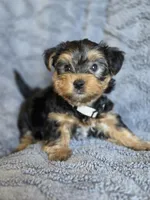 Lucy's and Benji's White Collar Puppy , a male Yorkshire Terrier for sale in Cottage Grove, MN – Photo 1 of 10