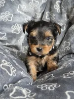 Lucy's and Benji's White Collar Puppy , a male Yorkshire Terrier for sale in Cottage Grove, MN – Photo 6 of 10
