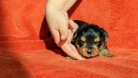 Lucy's and Benji's White Collar Puppy , a male Yorkshire Terrier for sale in Cottage Grove, MN – Photo 3 of 8