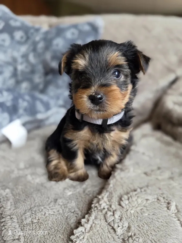Lucy's and Benji's White Collar Puppy  – Yorkshire Terrier puppy for sale in Cottage Grove, MN