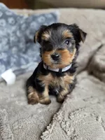 Lucy's and Benji's White Collar Puppy , a male Yorkshire Terrier for sale in Cottage Grove, MN – Photo 5 of 10