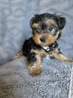 Lucy's and Benji's White Collar Puppy , a male Yorkshire Terrier for sale in Cottage Grove, MN – Photo 4 of 10