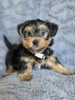 Lucy's and Benji's White Collar Puppy , a male Yorkshire Terrier for sale in Cottage Grove, MN – Photo 2 of 10
