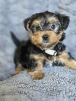 Lucy's and Benji's White Collar Puppy , a male Yorkshire Terrier for sale in Cottage Grove, MN – Photo 3 of 10