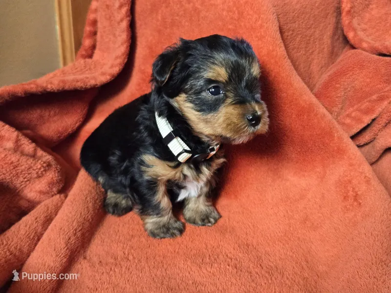 Lucy's and Benji's White Collar Puppy  – Yorkshire Terrier puppy for sale in Cottage Grove, MN