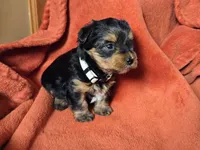 Lucy's and Benji's White Collar Puppy , a male Yorkshire Terrier for sale in Cottage Grove, MN – Photo 7 of 10