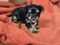  Lucy's and Benji's Red Collar Puppy, a male Yorkshire Terrier for sale in Cottage Grove, MN – Photo 3 of 8