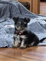  Lucy's and Benji's Red Collar Puppy, a male Yorkshire Terrier for sale in Cottage Grove, MN – Photo 1 of 8