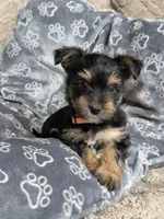  Lucy's and Benji's Red Collar Puppy, a male Yorkshire Terrier for sale in Cottage Grove, MN – Photo 2 of 8