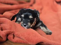  Lucy's and Benji's Red Collar Puppy, a male Yorkshire Terrier for sale in Cottage Grove, MN – Photo 4 of 8