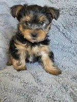 Lucy's and Benji's Gray Collar Puppy , a male Yorkshire Terrier for sale in Cottage Grove, MN – Photo 1 of 10