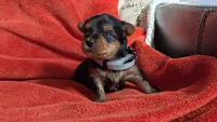 Lucy's and Benji's White Collar Puppy , a male Yorkshire Terrier for sale in Cottage Grove, MN – Photo 1 of 3