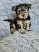 Lucy's and Benji's Gray Collar Puppy , a male Yorkshire Terrier for sale in Cottage Grove, MN – Photo 2 of 10
