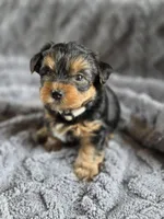 Lucy's and Benji's Gray Collar Puppy , a male Yorkshire Terrier for sale in Cottage Grove, MN – Photo 6 of 10
